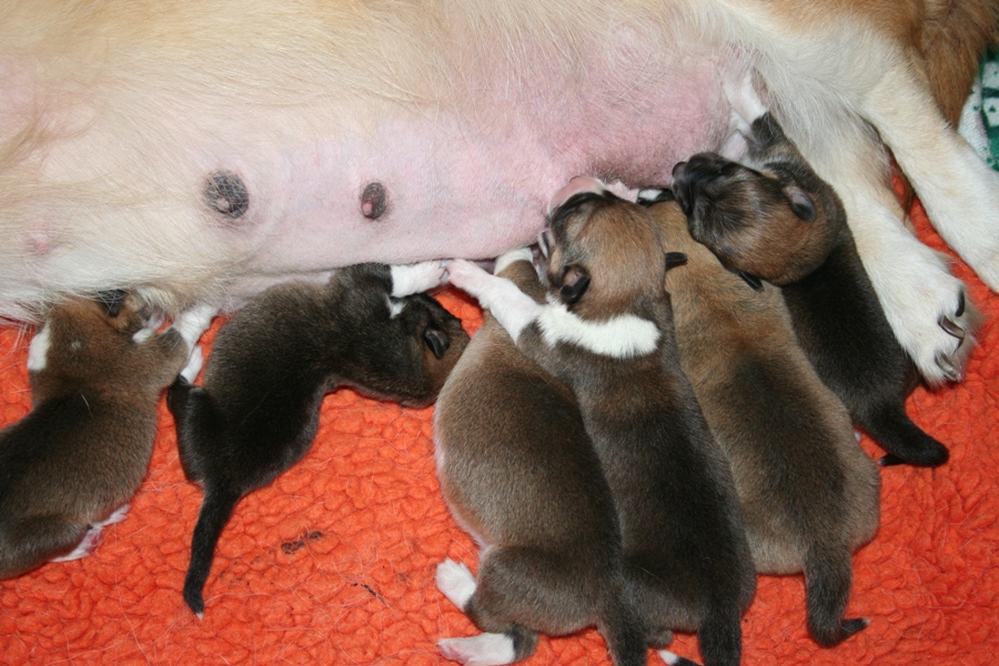 Puppies